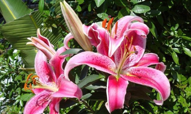 Гигантские цветы лилий 01 Гигантские цветы лилий 01