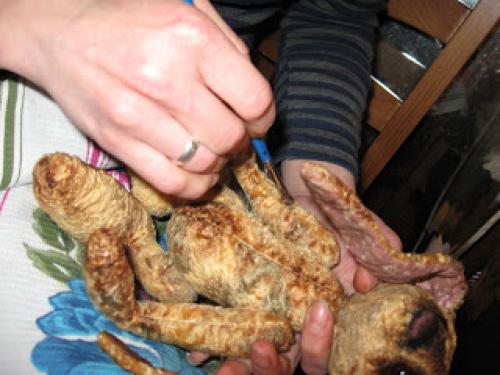 Как тонировать игрушки масляной краской. Тонирование мягких игрушек масляными красками.МК от Марии