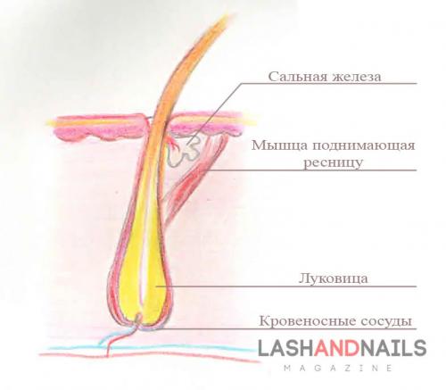 Все о натуральных ресницах. Анатомия ресниц