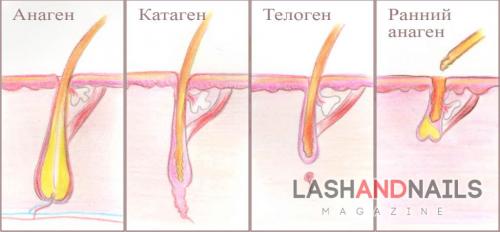 Все о натуральных ресницах. Анатомия ресниц