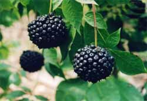 Маска для лица с новокаином. Маска из полисорба.