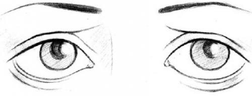 Форма глаз физиогномика. Соотношение глаз человека с глазами животных