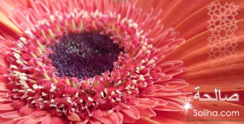 Можно ли мусульманкам красить брови. Покраска бровей и ресниц