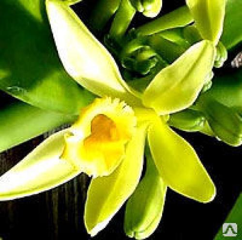 Ванилин на кончике ножа. Коньяк в домашних условиях, лучшие рецепты 01 Ванилин на кончике ножа. Коньяк в домашних условиях, лучшие рецепты 01