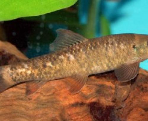 Garra rufa. Гарра Руфа