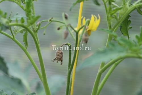 Почему отпадает цвет у помидор в теплице. Почему опадают цветки у помидоров? Основные причины :