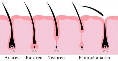 Уход за ресницами для их роста. Строение ресниц