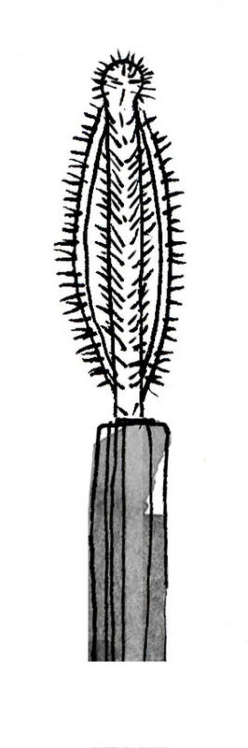 Щеточка для ресниц, какая лучше. Как правильно выбрать щеточку для ресниц? 14