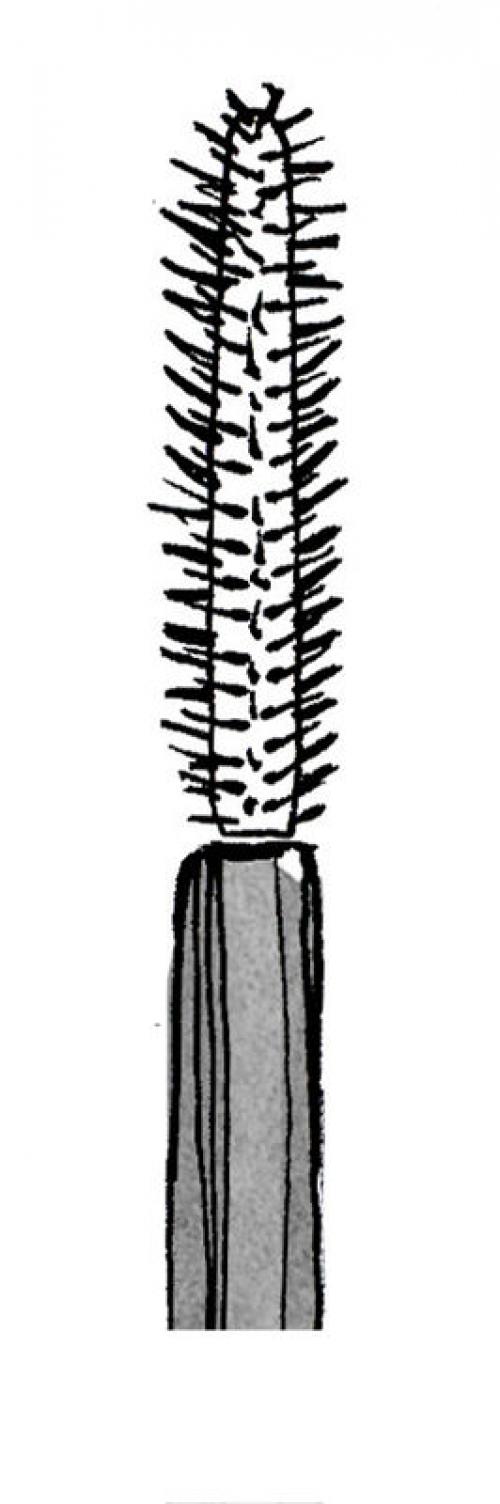 Щеточка для ресниц, какая лучше. Как правильно выбрать щеточку для ресниц? 12