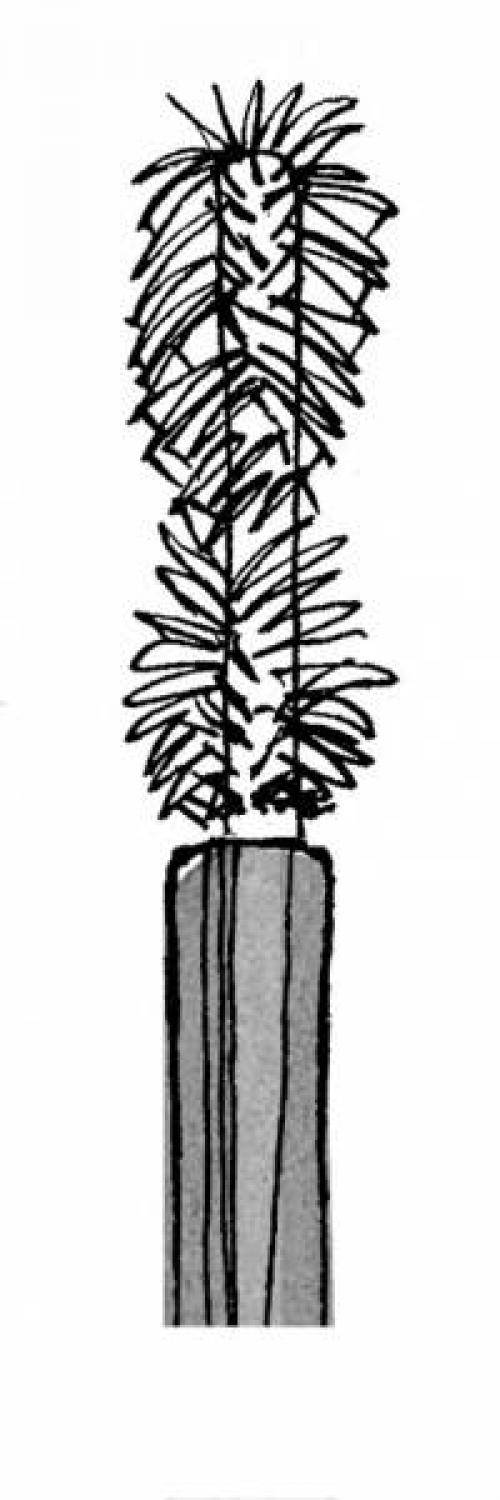 Как выбрать щеточку туши для ресниц. 7 видов кисточек для туши: как в них разобраться?