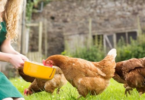 Как и чем правильно кормить кур-несушек. Как правильно кормить кур-несушек в домашних условиях