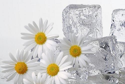 Кубики льда для лица из молока. Народные рецепты омолаживающих процедур