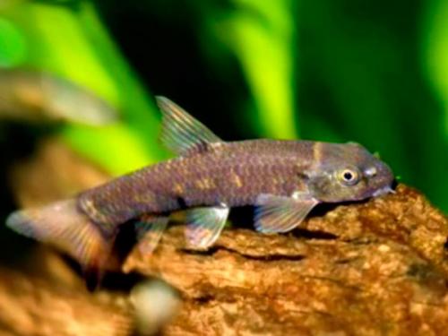 Рыбки Гарра руфа. 