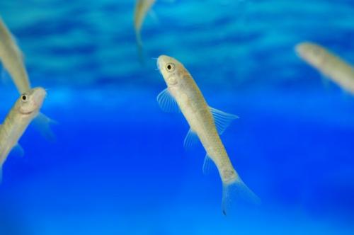 Garra rufa. Массажные рыбки Гарра руфа