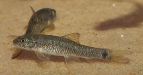 Garra rufa. Массажные рыбки Гарра руфа