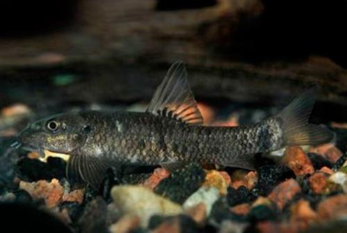 Рыбки Гарра руфа. 