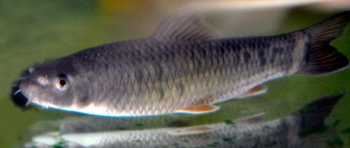 Рыбки Гарра руфа. 