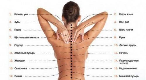 Как правильно делать массаж спины. Как делать правильный лечебный массаж спины в домашних условиях?