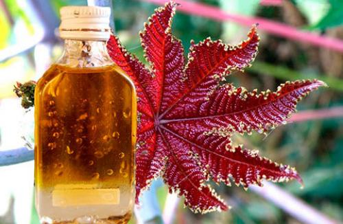 Как нарастить ресницы в домашних условиях народными средствами. Средства для укрепления в домашних условиях