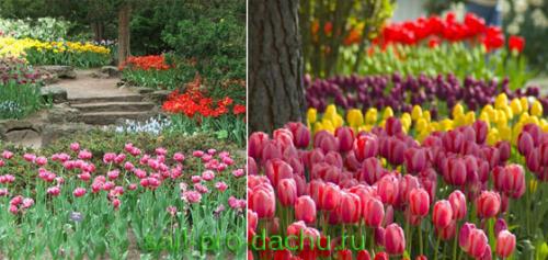 Моноцветники создай свой коллекционный сад. Как создать моноцветник