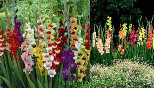 Моноцветники создай свой коллекционный сад. Как создать моноцветник