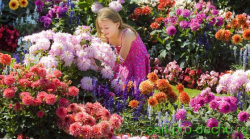 Моноцветники создай свой коллекционный сад. Как создать моноцветник