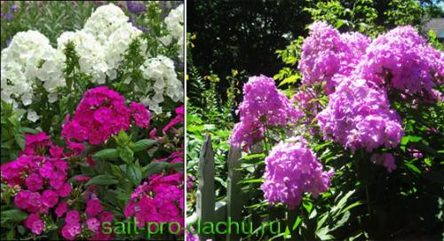 Моноцветники создай свой коллекционный сад. Как создать моноцветник