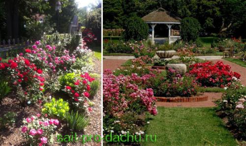 Моноцветники создай свой коллекционный сад. Как создать моноцветник