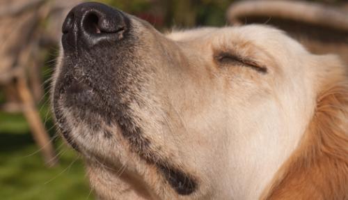 Можно ли стричь ресницы собаке. Можно ли собаке стричь и удалять усы.