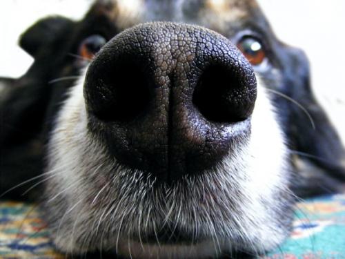 Можно ли стричь ресницы собаке. Можно ли собаке стричь и удалять усы.