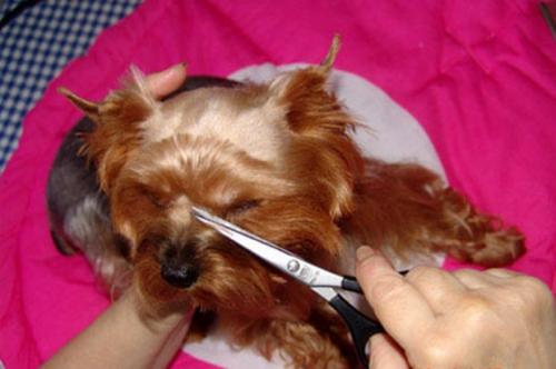 Можно ли стричь ресницы собаке. Можно ли собаке стричь и удалять усы.