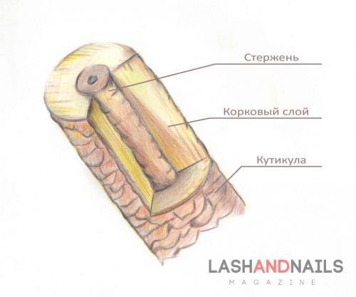 Ресницы, как растут. Анатомия ресниц