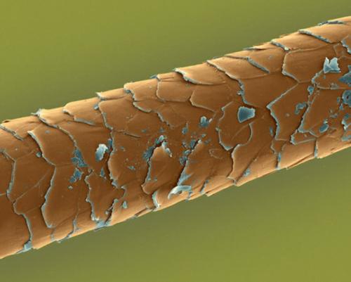 Как влияет на волосы кератин. КЕРАТИН И ЗДОРОВЫЕ ВОЛОСЫ