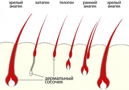 Сколько живет ресница. Сколько у человека ресниц и как долго они живут