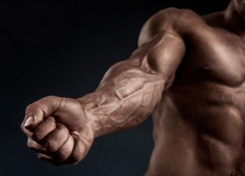 Предплечье. Предплечья - упражнения, анатомия, особенности тренировки