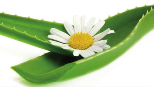 Какие пигменты лучше для татуажа. Какие пигменты для татуажа бровей самые лучшие 10