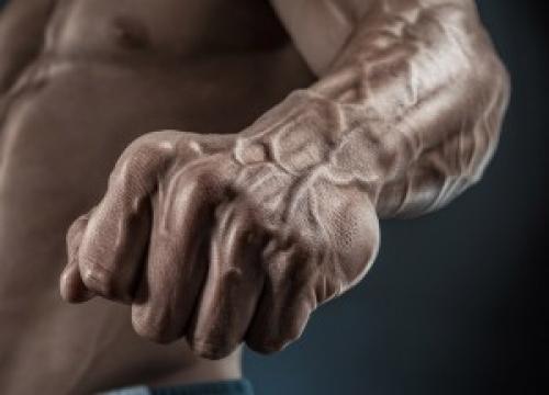 Предплечье. Предплечья - упражнения, анатомия, особенности тренировки