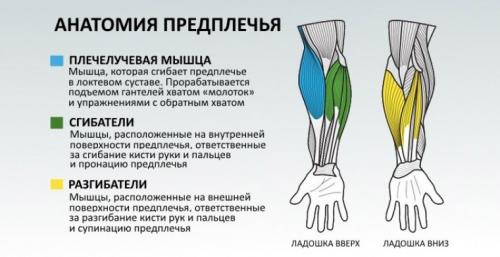 Предплечье. Предплечья - упражнения, анатомия, особенности тренировки