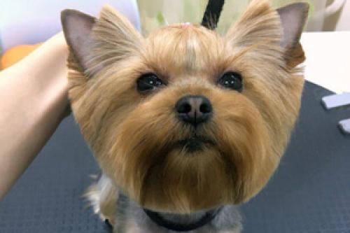 Можно ли стричь ресницы собаке. 