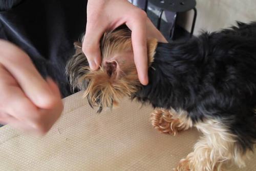 Можно ли стричь ресницы собаке.