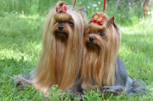 Можно ли стричь ресницы собаке.