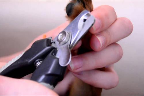 Можно ли стричь ресницы собаке.