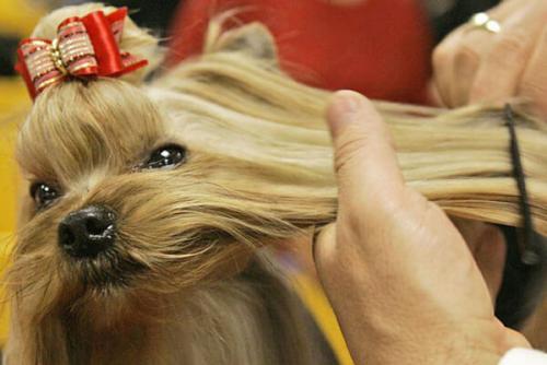 Можно ли стричь ресницы собаке.