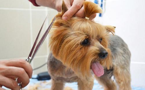 Можно ли стричь ресницы собаке.