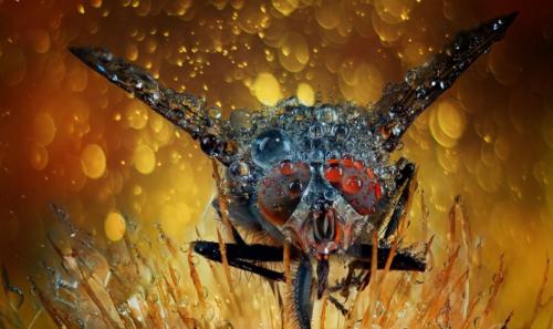 Мушка насекомое. Муха —, как выглядит, места обитания, основные подвиды, стадии рзможения + 82 фото