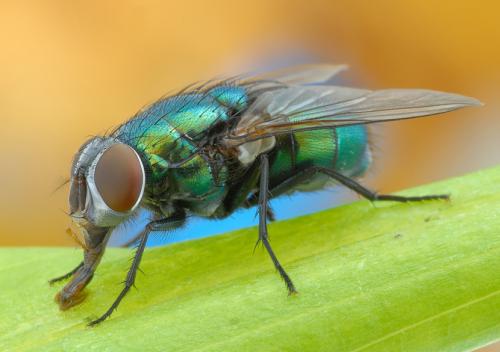 Мушка насекомое. Муха —, как выглядит, места обитания, основные подвиды, стадии рзможения + 82 фото