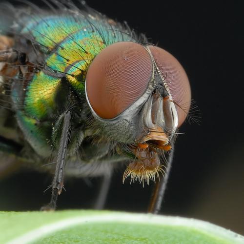 Мушка насекомое. Муха —, как выглядит, места обитания, основные подвиды, стадии рзможения + 82 фото