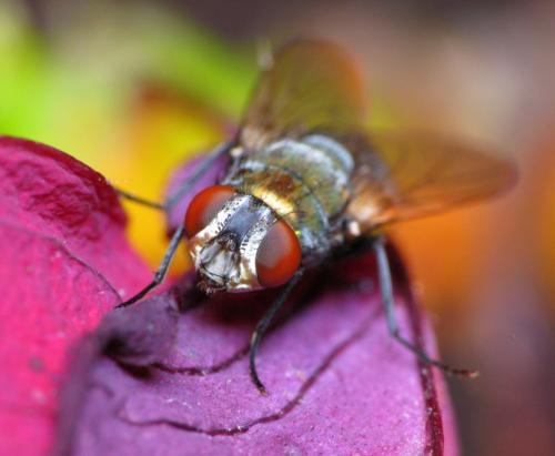 Мушка насекомое. Муха —, как выглядит, места обитания, основные подвиды, стадии рзможения + 82 фото