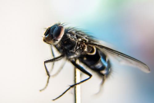 Мушка насекомое. Муха —, как выглядит, места обитания, основные подвиды, стадии рзможения + 82 фото