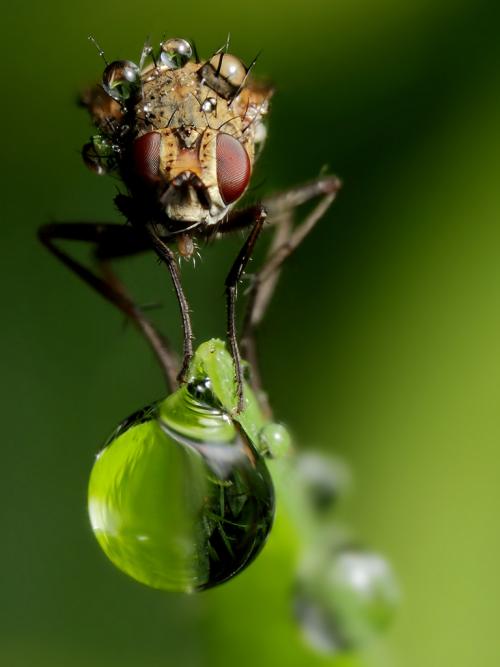 Мушка насекомое. Муха —, как выглядит, места обитания, основные подвиды, стадии рзможения + 82 фото